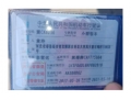 福特翼搏